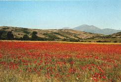 Campo de amapolas