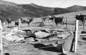 Foto 1. Tudancas - Los Lagos I