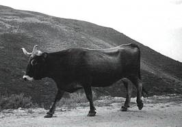 Vaca Tudanca