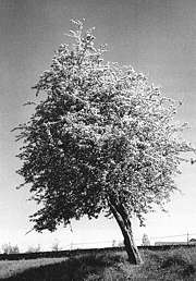 Espino albar o majueto