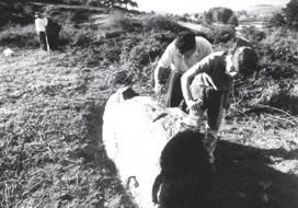 Labores de limpieza y saneamiento biológico de los menhires