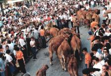 Fiestas de San Mateo. Dia de Campoo
