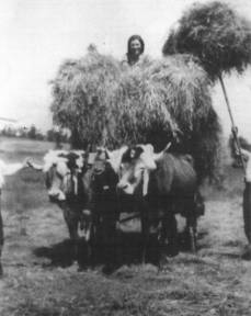 Carro de hierba