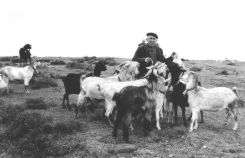 Cabras. Foto Ebro
