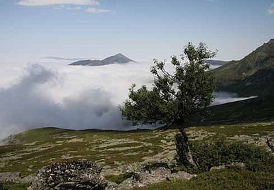Abedules cerca de Peñalabra