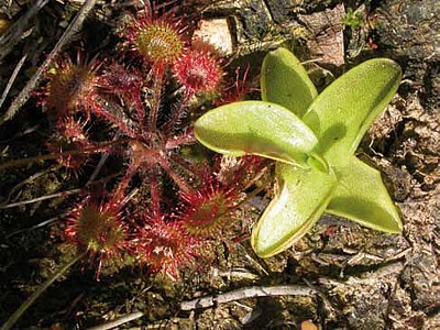 Hojas de Drosera rotundifolia