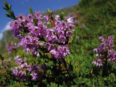 Brecina (Calluna vulgaris)