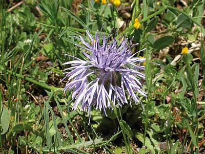 Cardo (Carduncellus mitissimus)
