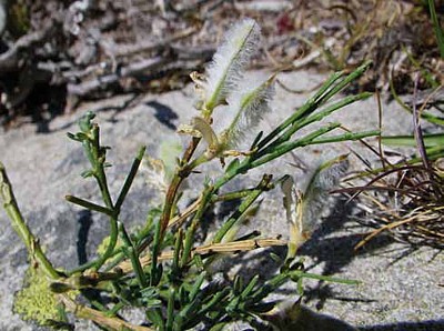 Escoba o piorno (Genista obtusiramea)