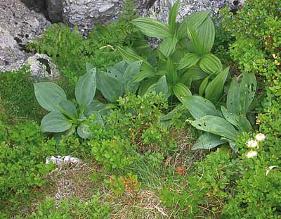 (Gentiana lutea y Veratrum album)