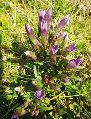 Gencianilla (Gentianella campestris)