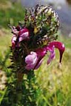 Pedicularis (Pedicularis pyrenaica)