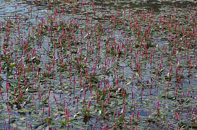 Polygonum amphibium