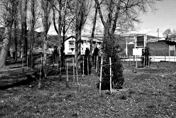 Rodales arbustivos plantados para diversificar la chopera